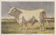 AK 186905 BULL / STIER  ...  A Thoroughbred - Tauri