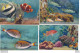 LOT De 12 Cartes De MONACO L' Aquarium ( Propriété Du Musée Océanographique ) Poisson Exotique - Ozeanographisches Museum