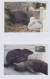 AAT 1992 Wildlife 5v 5 Maxicards (AS179) - Cartes-maximum