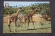 Tarragona, Rio Leon , Safari Zoo, Giraffe - Old Postcard - Girafes