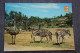 Tarragona, Rio Leon , Safari Zoo, Zebra. Ostrich - Old Postcard - Zebras