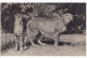 75 PARIS -N° 446 UN COUPLE DE GUEPARDS - PARC ZOOLOGIQUE DU BOIS DE VINCENNES, Oblitérée GARE ST LAZARE - Tijgers