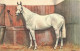 ARTS - Peintures Et Tableaux - Un Cheval Blanc Dans L'écurie - Carte Postale Ancienne - Paintings