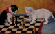 Schach Katze I-II Chat - Echecs