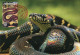 LIBYA 1996 Reptiles Snakes "Python Molurus Bivittatus" (maximum-card) #1 - Serpenti