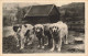 ANIMAUX & FAUNE - Chiens - Chiens Des Pyrénées - Carte Postale Ancienne - Chiens