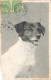 ANIMAUX & FAUNE - Chien - Jack Russell Terrier - Carte Postale Ancienne - Chiens