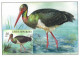 Czech Republic 2023 Vranov Black Stork Ciconia Nigra Maxicard - Cigognes & échassiers