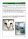 Delcampe - OWLS - RAPTORS- BIRDS OF PREY-"THE PARLIAMENT" - GALLERY OF OWLS ON STAMPS- EBOOK-PDF- DOWNLOADABLE-372 PAGES - Vie Sauvage