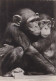 AK 188041 MONKEY / APE / AFFE ... -  Chimpanzé - Singes