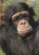 AK 188284 APE / MONKEY / AFFE ... - Schimpanse - Singes