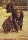 AK 188285 APE / MONKEY / AFFE ... - Schimpanse - Singes