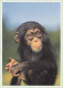 AK 188286 APE / MONKEY / AFFE ... - Schimpanse - Singes