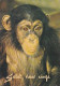 AK 188289 APE / MONKEY / AFFE ... - Schimpanse - Singes