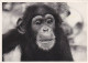 AK 188292 APE / MONKEY / AFFE ... - Schimpanse - Singes