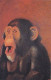 AK 188294 APE / MONKEY / AFFE ... - Schimpanse - Singes