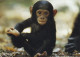 AK 188297 APE / MONKEY / AFFE ... - Schimpanse - Singes