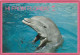 AK 188307 DOLPHIN / DELFIN - Florida - Delfines