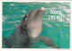 AK 188308 DOLPHIN / DELFIN - Delfines