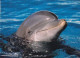 AK 188310 DOLPHIN / DELFIN - Dolphins