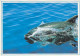 AK 188311 DOLPHIN / DELFIN - Dolphins