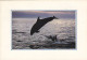 AK 188312 DOLPHIN / DELFIN - Dolphins