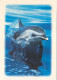 AK 188313 DOLPHIN / DELFIN - Dolphins