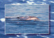 AK 188315 DOLPHIN / DELFIN - Dauphins