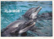 AK 188319 DOLPHIN / DELFIN - Dolphins