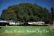 USA CALIFORNIA SANTA BARBARA'S MAGNIFICENT MORETON BAY FIG TREE - Santa Barbara