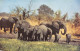 Delcampe - SOUTH AFRICA - ANIMALS - 5 OLD REAL PHOTO POSTCARDS #2357344 - Collections & Lots