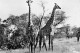 Delcampe - SOUTH AFRICA - ANIMALS - 5 OLD REAL PHOTO POSTCARDS #2357344 - Collections & Lots