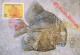 LIBYA 1996 Fossils "Mesodon Macrocephalus" (maximum-card) #2 - Fossiles