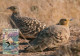 LIBYA 1982 Birds Bird "Black-bellied Sandgrouse" (maximum-card) #7 - Perdiz Pardilla & Colín