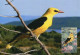 LIBYA 1982 Birds Bird "Golden Oriole" (maximum-card) #9 - Mussen