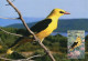 LIBYA 1982 Birds Bird "Golden Oriole" (maximum-card) #9 - Sparrows