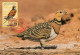 LIBYA 1995 Birds Wildlife "Sandgrouse" (maximum-card) - Perdiz Pardilla & Colín