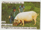 Delcampe - Recherche De La TRUFFE : Lot De 12 Cartes Postales (cochons Et Champignons). - Paddestoelen