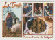 Delcampe - Recherche De La TRUFFE : Lot De 12 Cartes Postales (cochons Et Champignons). - Mushrooms