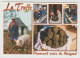 Delcampe - Recherche De La TRUFFE : Lot De 12 Cartes Postales (cochons Et Champignons). - Champignons