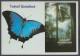 128610/ Tropical Queenslandand Ulysses Butterfly - Brisbane