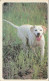PREPAID PHONE CARD STATI UNITI CANE (CV6267 - Dogs