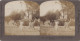 Palestine STEREO - Jerusalem Old Olive Trees In Valley Of Jehosaphat Stereoview - Stereoskope - Stereobetrachter