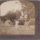 Palestine STEREO - Jerusalem Old Olive Trees In Valley Of Jehosaphat Stereoview - Stereoskope - Stereobetrachter