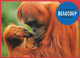 Singes : Orang-Outang " Je T'aime Beaucoup  " Carte écrite 1995 TBE - Singes