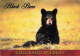 CPSM Black Bear-Ours-Colorado Wildlife-Beau Timbre-RARE      L2463 - Autres & Non Classés