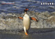 CPSM Falkland Islands-Gentoo Penguin-Pingouin-Beau Timbre-RARE      L2463 - Falkland Islands