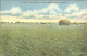 11807281 Wyoming_US-State Field Of Alfaalfa Near Torrington  - Sonstige & Ohne Zuordnung