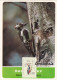 WOODPECKER, 1993 MAXI CARD,CARTES MAXIMUM,ROMANIA, - Pics & Grimpeurs