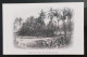COCOA NUT PALMS AND EASTERN FOLIAGE , LOT 186 - Oahu